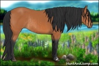 Horse Color:Bay and Bay Rabicano