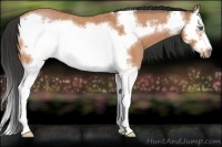 Horse Color:Bay Roan Splash Frame 