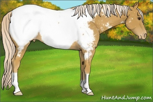 Horse Color:Palomino Near Fewspot