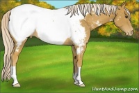 Horse Color:Palomino Appaloosa