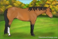 Horse Color:Bay 