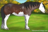 Horse Color:Bay Splash 