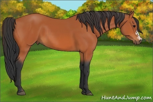 Horse Color:Bay  and Bay Frame 