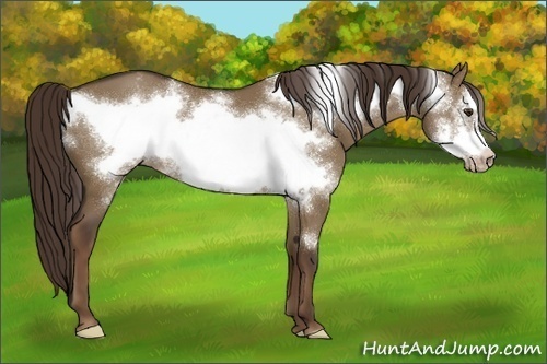 Horse Color:Liver Red Dun Frame Appaloosa 