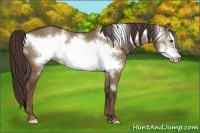 Horse Color:Liver Red Dun Frame Varnish