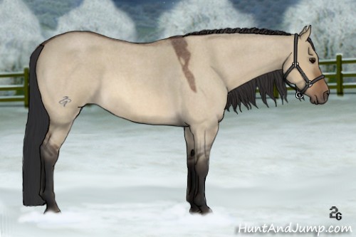 Horse Color:Bay Roan Dun Rabicano 