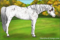 Horse Color:Bay Sabino Splash Appaloosa and Bay Sabino Appaloosa