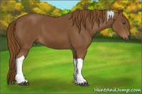 Horse Color:Gray Chestnut Tobiano