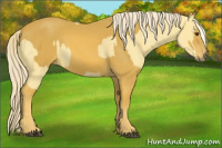 Horse Color:Palomino and Gray Palomino
