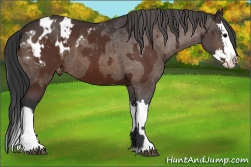 Horse Color:Bay Sabino Splash Appaloosa and Bay Sabino Splash Appaloosa