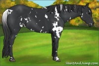 Horse Color:White Spotted Black 