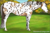Horse Color:Amber Champagne Splash Appaloosa and Bay Appaloosa