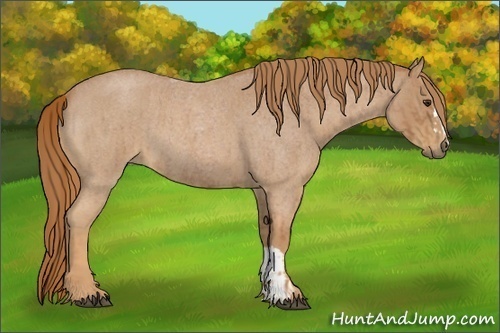 Horse Color:Red Roan  and Red Roan 