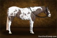 Horse Color:Liver Chestnut Sabino Splash Tobiano Appaloosa  and Liver Chestnut Sabino Tobiano Appaloosa 