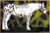 Horse Color:Liver Chestnut Sabino Splash Appaloosa  and Bay Sabino Splash Appaloosa 