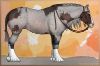 Horse Color:Brown Sabino Splash Varnish and Brown Sabino Splash Varnish Rabicano