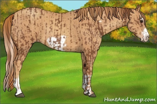 Horse Color:Chestnut Splash Frame  and Gold Champagne Splash Frame 