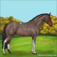 Horse Color:Bay Roan Tobiano 