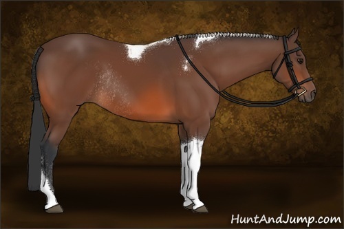Horse Color:Bay Tobiano Rabicano 