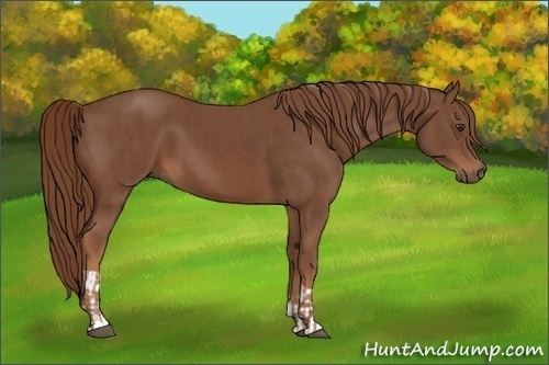 Horse Color:Chestnut  and Chestnut 