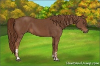 Horse Color:Chestnut and Chestnut
