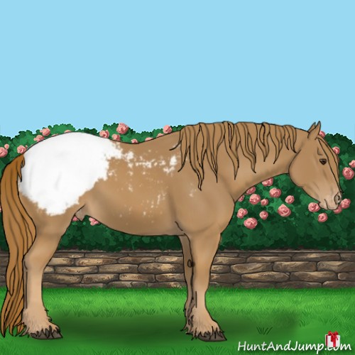 Horse Color:Chestnut Appaloosa 