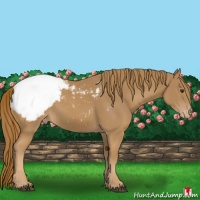 Horse Color:Chestnut Snowcap