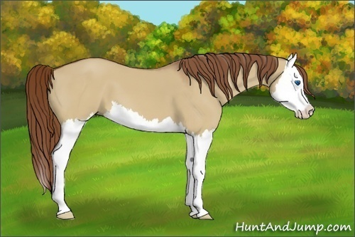 Horse Color:Red Dun Splash 