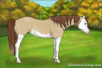 Horse Color:Red Dun Splash