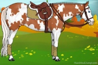 Horse Color:White Spotted Silver Bay Sabino Splash Appaloosa