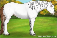 Horse Color:White Spotted Chestnut Blanket