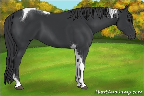 Horse Color:Black Sabino Tobiano Rabicano