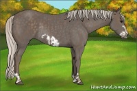 Horse Color:Silver Black Rabicano and Silver Black Frame Rabicano