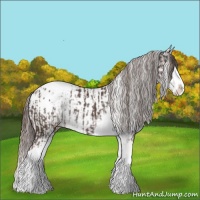 Horse Color:Liver Chestnut Sabino Splash Blanket  and Liver Chestnut Sabino Splash Blanket 
