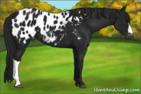 Horse Color:Gray Black Appaloosa