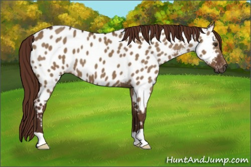 Horse Color:Gray Red Dun Appaloosa 