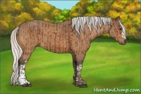Horse Color:Silver Bay  and Silver Buckskin 