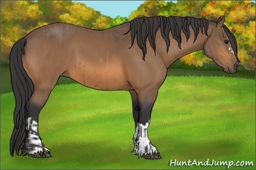 Horse Color:Buckskin  and Buckskin 