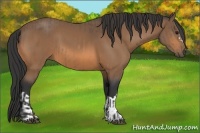 Horse Color:Buckskin  and Buckskin 