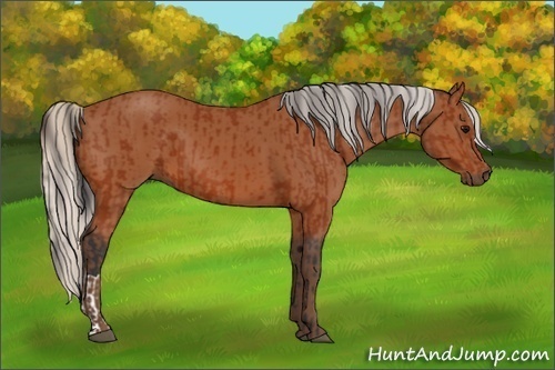 Horse Color:Bay and Silver Bay
