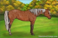Horse Color:Bay and Silver Bay
