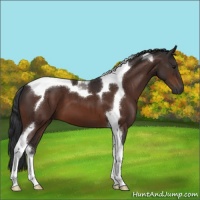 Horse Color:Brown Tobiano 
