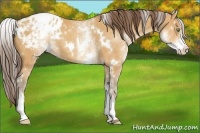 Horse Color:White Spotted Amber Champagne Appaloosa 