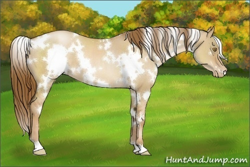 Horse Color:White Spotted Liver Red Dun Pearl 