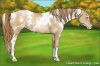 Horse Color:White Spotted Chestnut Pearl 