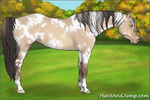 Horse Color:White Spotted Amber Champagne Dun 