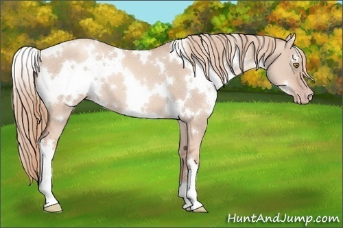 Horse Color:White Spotted Gold Champagne Dun 