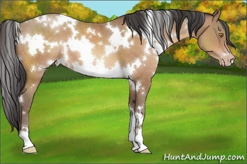 Horse Color:White Spotted Amber Champagne 