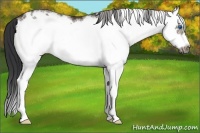 Horse Color:White Spotted Brown Splash Frame 