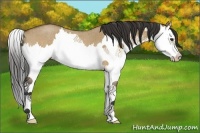 Horse Color:Bay Roan Dun Splash